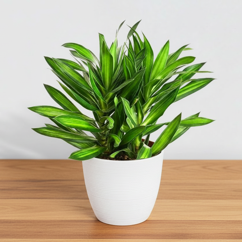 Dragon Tree - Song of Jamaica / Dracaena Genus