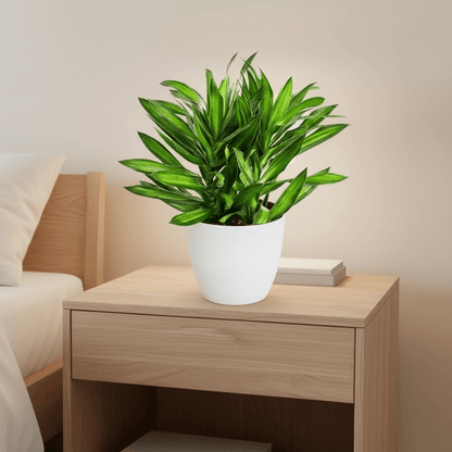 Dragon Tree - Song of Jamaica / Dracaena Genus - Greensouq - 