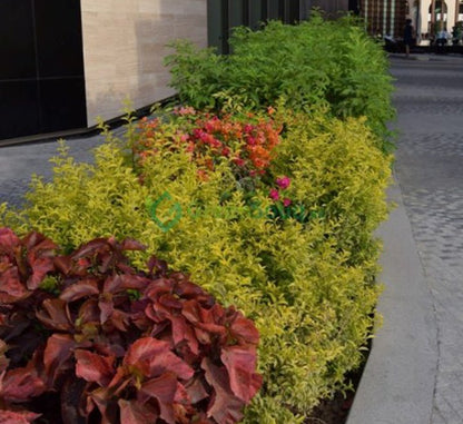 Duranta Repens, Duranta Gold or Golden Dew Drop 30 - 40cm - Greensouq - 
