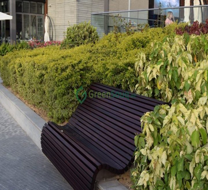 Duranta Repens, Duranta Gold or Golden Dew Drop 30 - 40cm - Greensouq - 