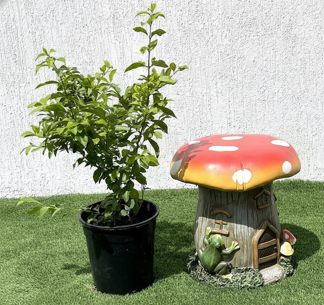 Duranta Repens, Duranta Gold or Golden Dew Drop 30 - 40cm - Greensouq - 
