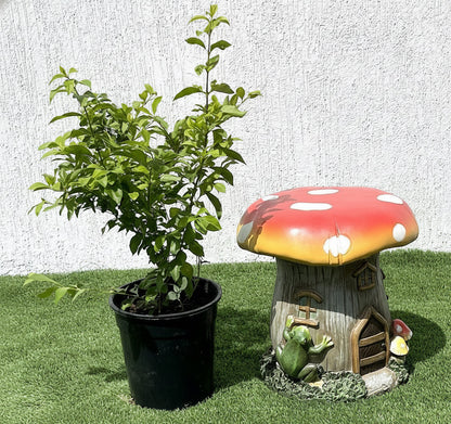 Duranta Repens, Duranta Gold or Golden Dew Drop 30 - 40cm - Greensouq - 