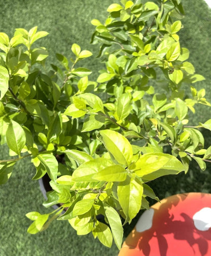 Duranta Repens, Duranta Gold or Golden Dew Drop 30 - 40cm - Greensouq - 