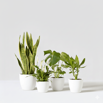 Easy - Care Indoor Plant Quad (Snake Plant 40 - 60cm, Peace Lily 30 - 40cm, Monstera Deliciosa 50 - 60cm, and Dracaena Fragrans - Gold Coast 30 - 40cm) - Greensouq - 