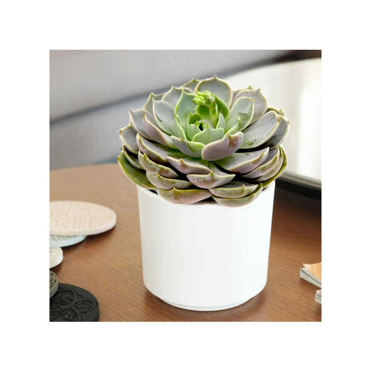 Echeveria Succulent - Greensouq - 