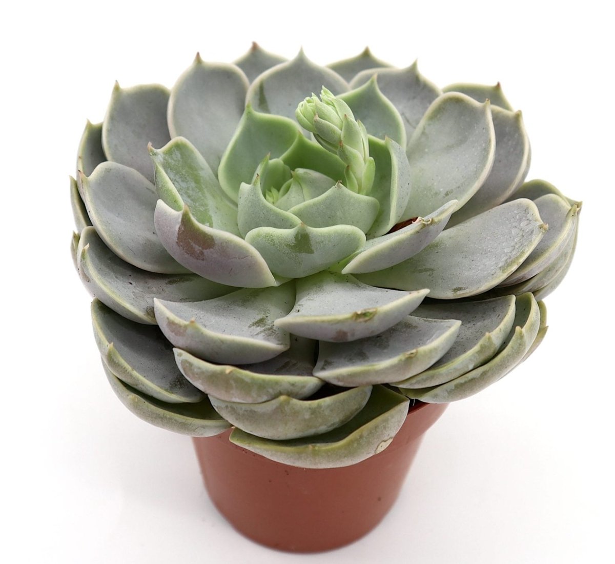Echeveria Succulent - Greensouq - 