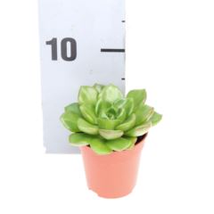 Echeveria Succulent - Greensouq - 