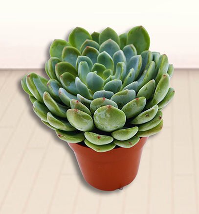 Echeveria Succulent - Greensouq - 