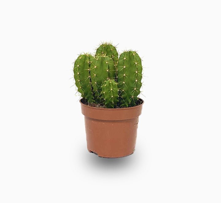 Echino Cactus - Greensouq - 