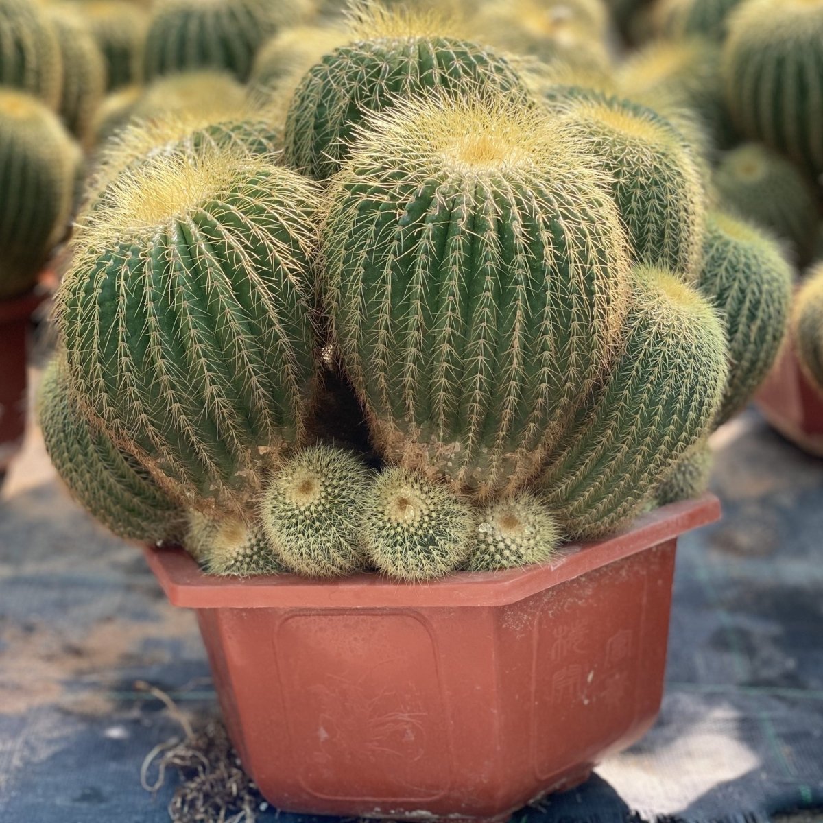 Golden Barrel Cactus / Echinocactus Grusonii Multi Head - Greensouq -