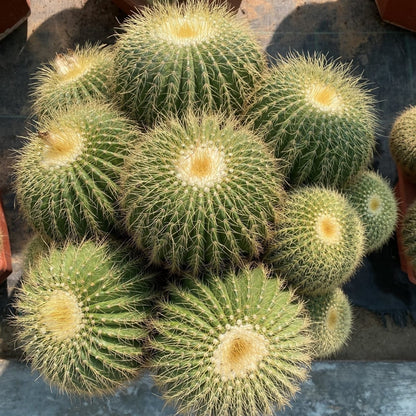 Golden Barrel Cactus / Echinocactus Grusonii Multi Head - Greensouq -