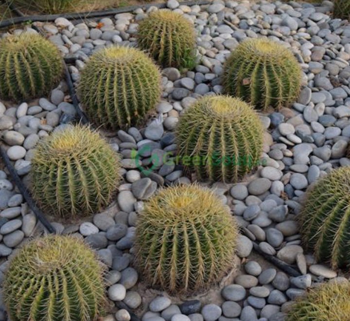 Echinocactus Grusonii, Golden Barrel Cactus, Mother - in - law Cushion or Ball Cactus - Greensouq - 