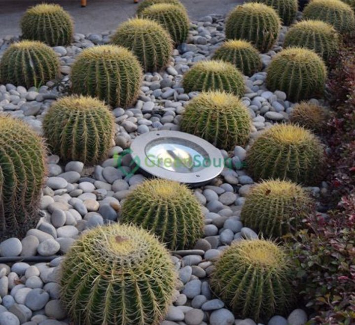Echinocactus Grusonii, Golden Barrel Cactus, Mother - in - law Cushion or Ball Cactus - Greensouq - 