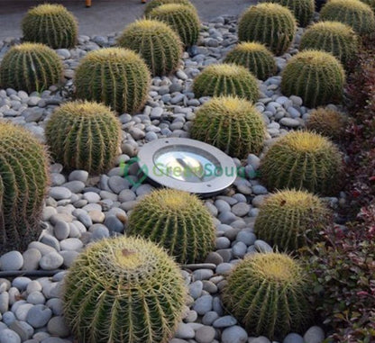 Echinocactus Grusonii, Golden Barrel Cactus, Mother - in - law Cushion or Ball Cactus - Greensouq - 