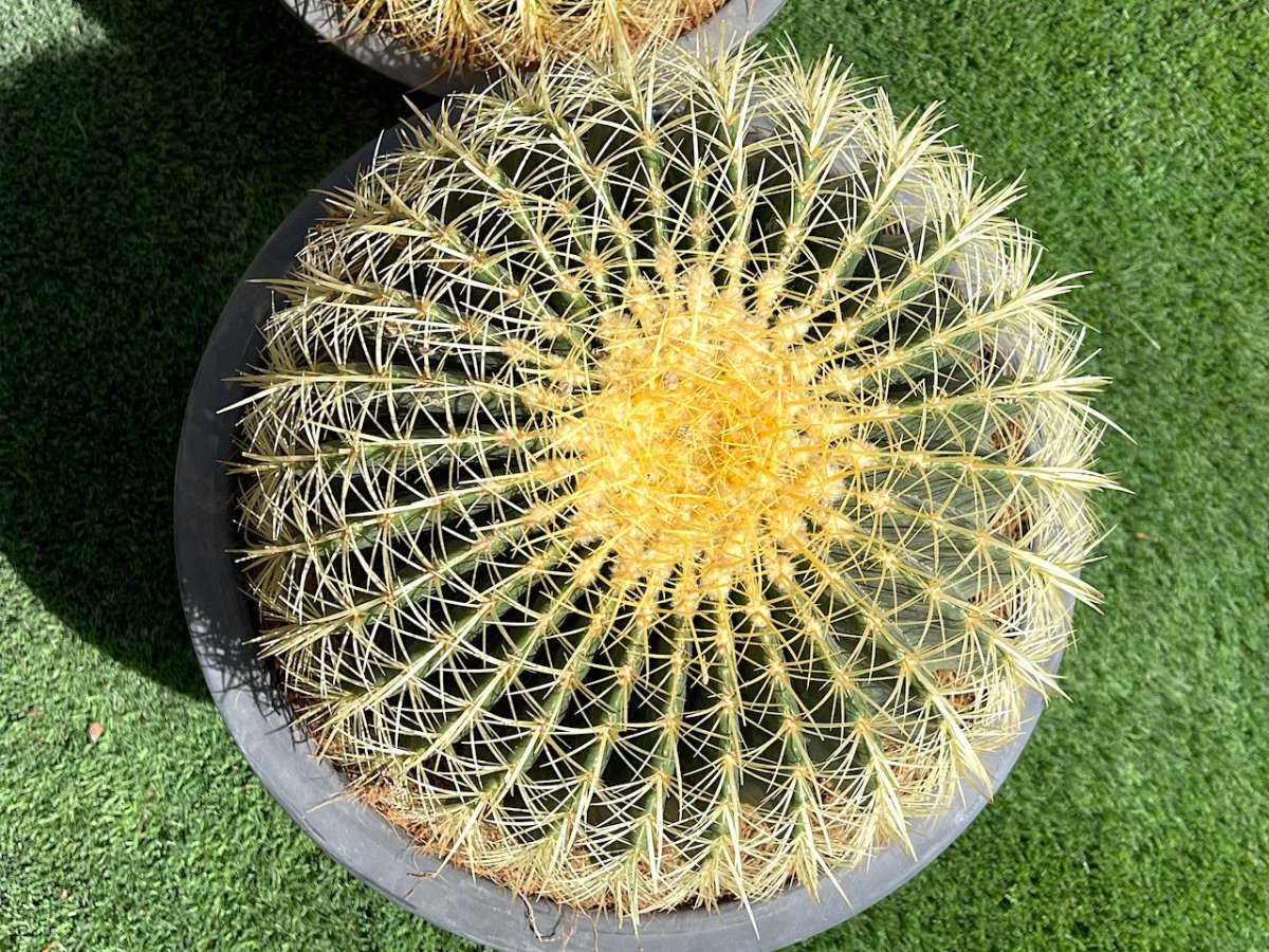 Echinocactus Grusonii, Golden Barrel Cactus, Mother - in - law Cushion or Ball Cactus - Greensouq - 