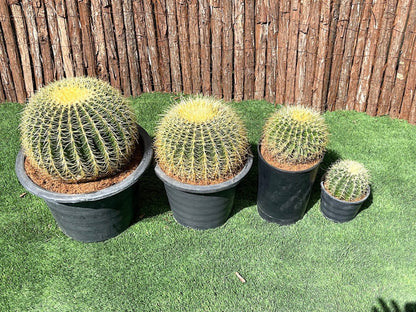 Echinocactus Grusonii, Golden Barrel Cactus, Mother - in - law Cushion or Ball Cactus - Greensouq - 