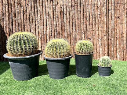 Echinocactus Grusonii, Golden Barrel Cactus, Mother - in - law Cushion or Ball Cactus - Greensouq - 