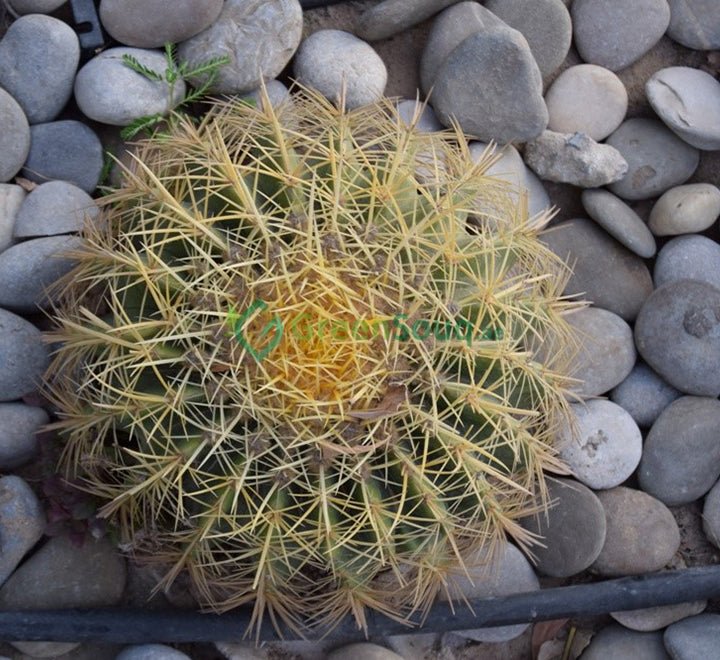 Echinocactus Grusonii, Golden Barrel Cactus, Mother - in - law Cushion or Ball Cactus - Greensouq - 