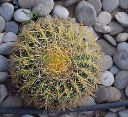 Echinocactus Grusonii, Golden Barrel Cactus, Mother - in - law Cushion or Ball Cactus - Greensouq - 