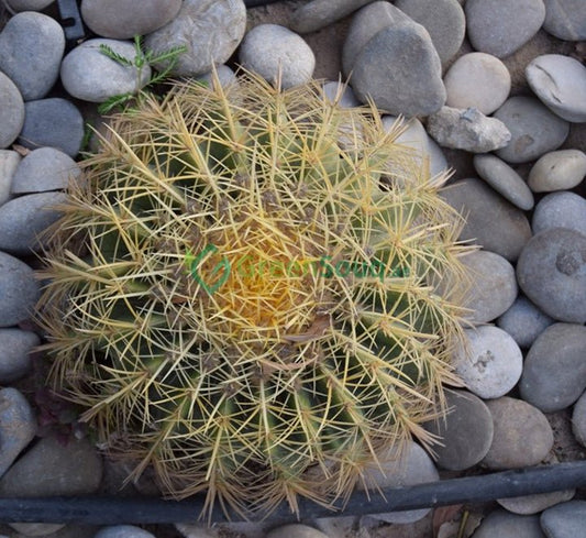 Echinocactus Grusonii, Golden Barrel Cactus, Mother - in - law Cushion or Ball Cactus - Greensouq - 
