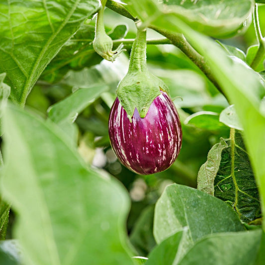 Egg Plant - Greensouq - 