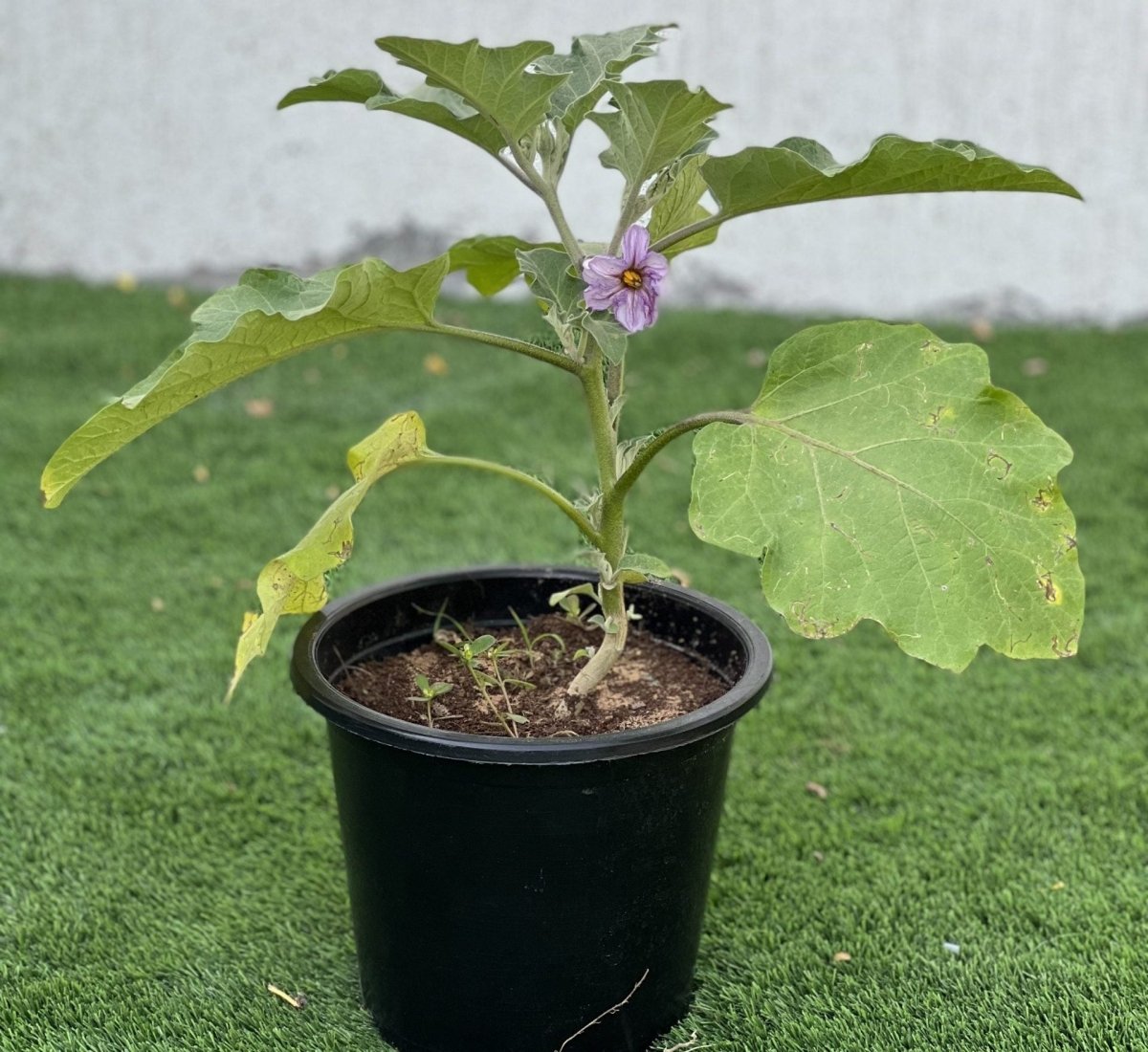 Egg Plant - Greensouq - 