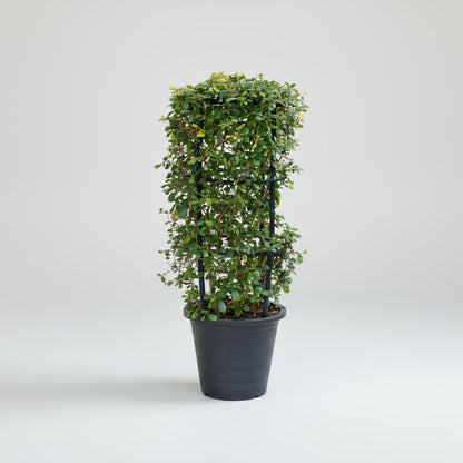 Ehretia 4 stick "Ehretia Microphylla" Fukien Tea Plant 60 - 80cm - Greensouq -