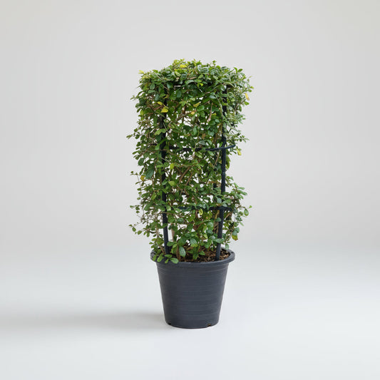 Ehretia 4 stick "Ehretia Microphylla" Fukien Tea Plant 60 - 80cm - Greensouq -