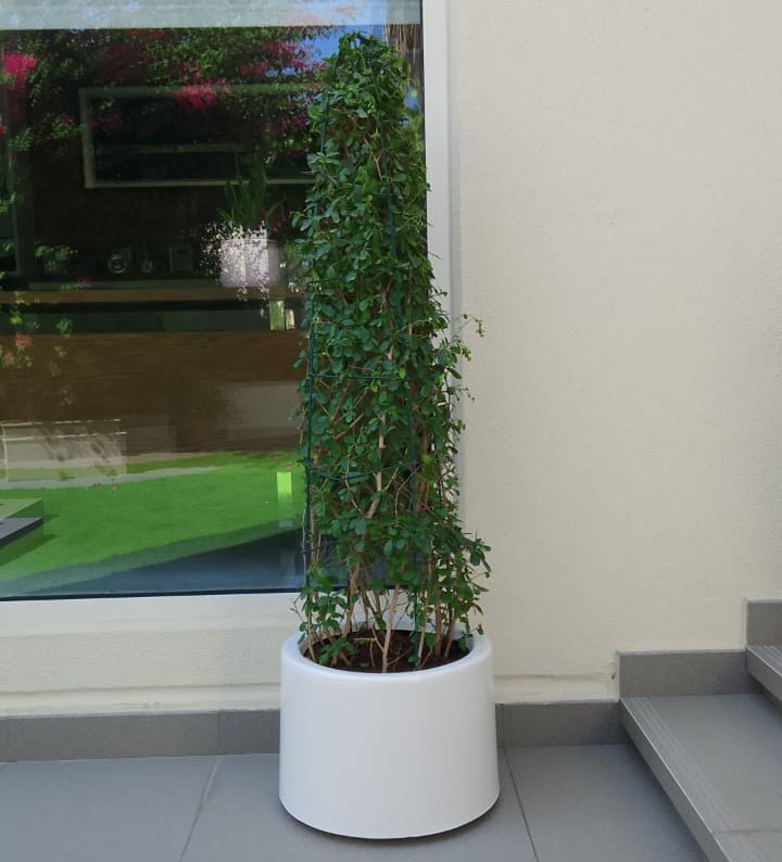 Mini Ehretia Cone Shape Tree "Ehretia Microphylla" - Greensouq -