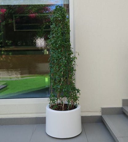 Mini Ehretia Cone Shape Tree "Ehretia Microphylla" - Greensouq -