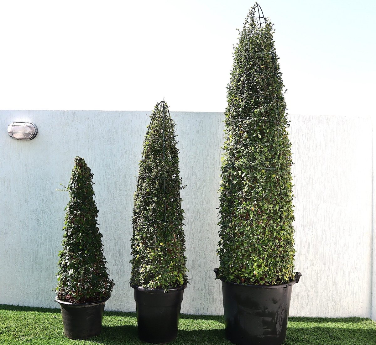 Mini Ehretia Cone Shape Tree "Ehretia Microphylla" - Greensouq -