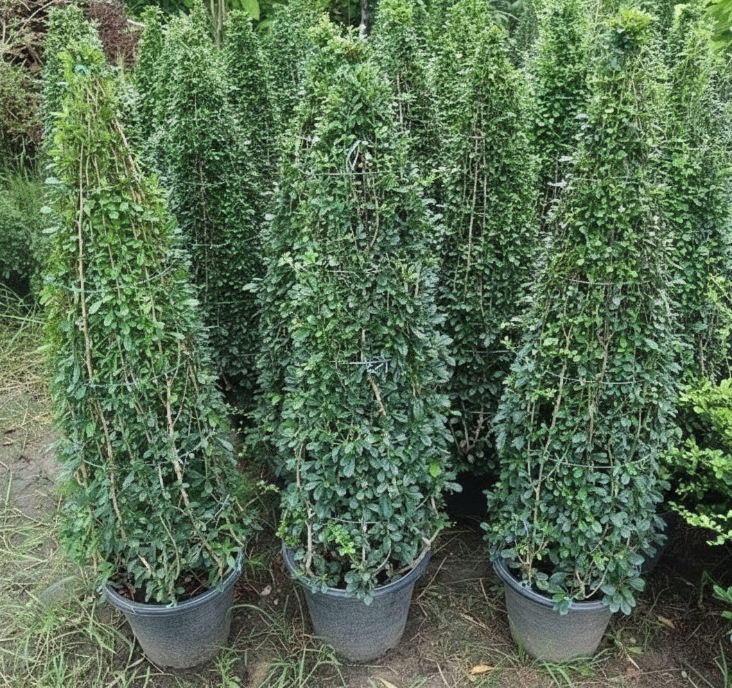 Mini Ehretia Cone Shape Tree "Ehretia Microphylla" - Greensouq -
