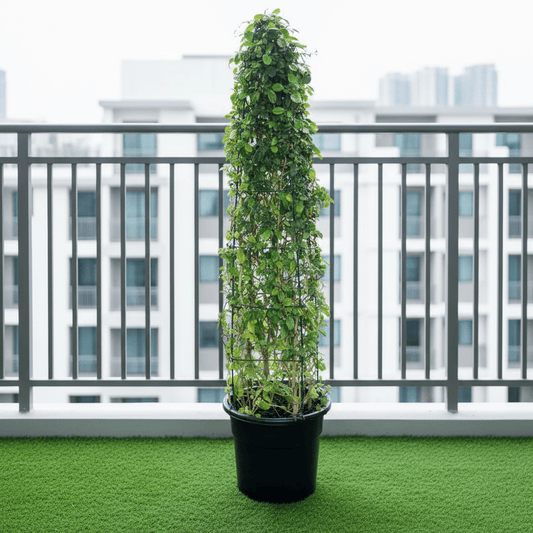 Mini Ehretia Cone Shape Tree "Ehretia Microphylla" - Greensouq -