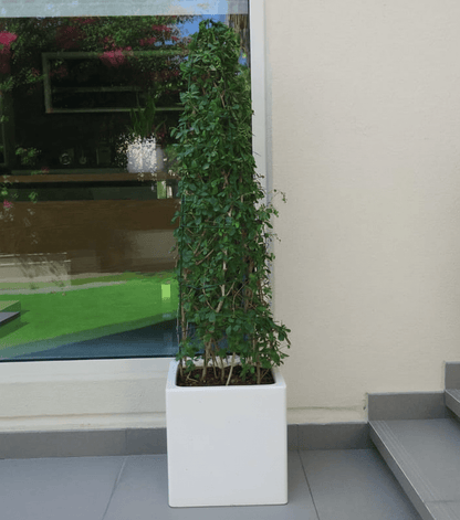 Mini Ehretia Cone Shape Tree "Ehretia Microphylla" - Greensouq -