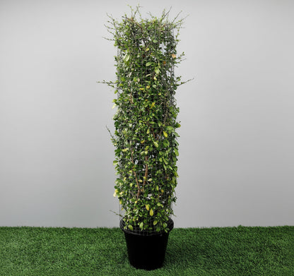 Ehretia Microphylla | Ehretia Cylindrical Shape Ehretia Microphylla 1.0m - Greensouq -