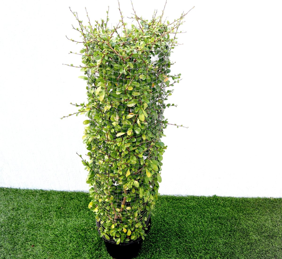 Ehretia Microphylla | Ehretia Cylindrical Shape Ehretia Microphylla 1.0m - Greensouq -