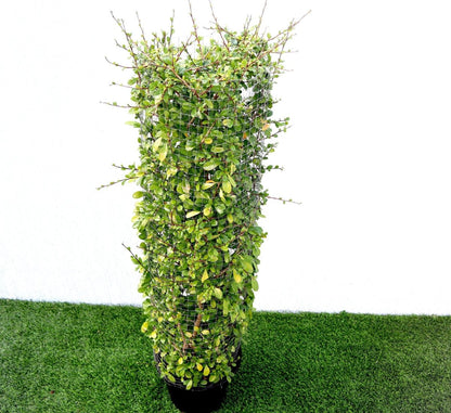Ehretia Microphylla | Ehretia Cylindrical Shape Ehretia Microphylla 1.0m - Greensouq -