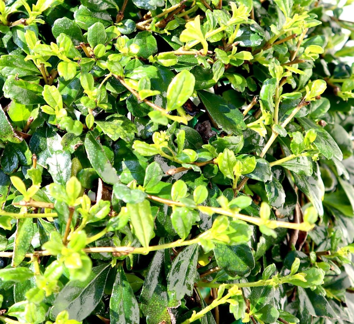Ehretia Microphylla | Fukien Tea Tree | Ehretia Ball Shape 20 - 50cm Dia - Greensouq - 