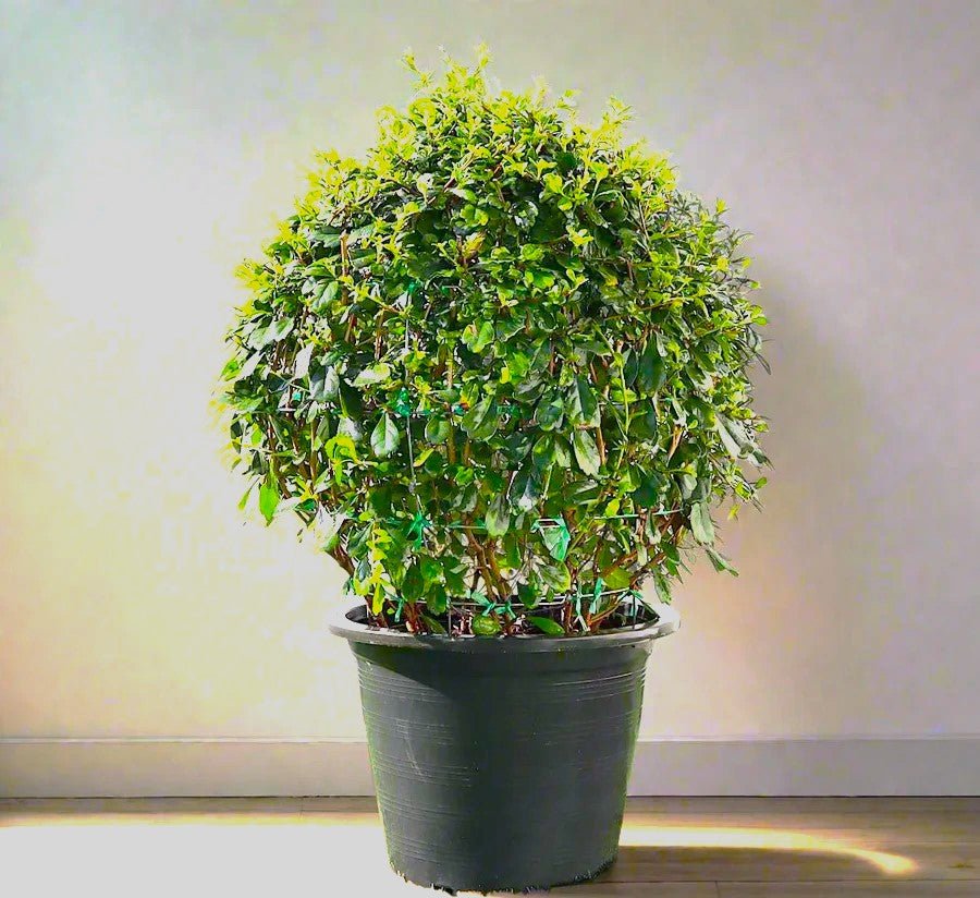 Ehretia Microphylla | Fukien Tea Tree | Ehretia Ball Shape 20 - 50cm Dia - Greensouq - 