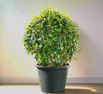 Ehretia Microphylla | Fukien Tea Tree | Ehretia Ball Shape 20 - 50cm Dia - Greensouq - 