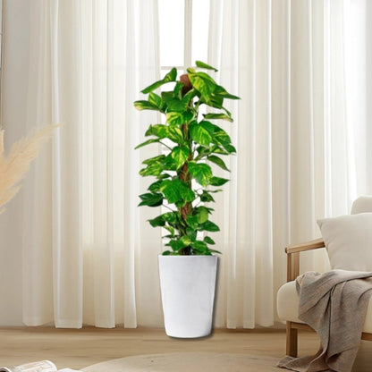 Epipremnum aureum or Money Plant كرمة المال - Greensouq - 