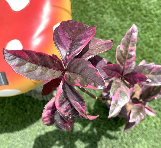 Eranthemum Atropurpureum, Purple False Eranthemum 30 - 40cm - Greensouq - 
