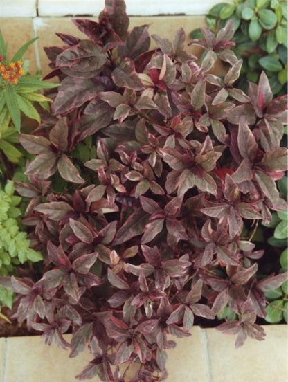 Eranthemum Atropurpureum, Purple False Eranthemum 30 - 40cm - Greensouq - 