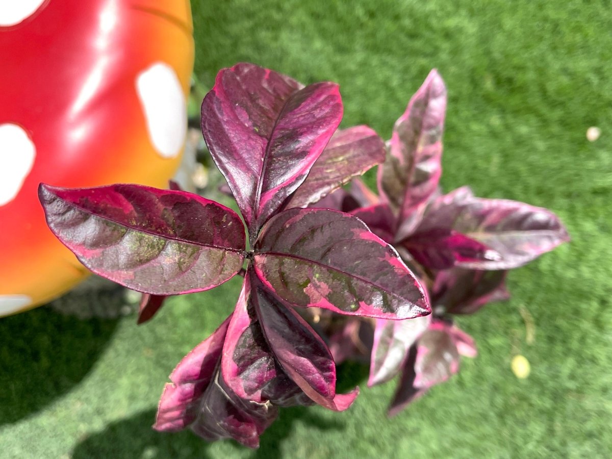 Eranthemum Atropurpureum, Purple False Eranthemum 30 - 40cm - Greensouq - 