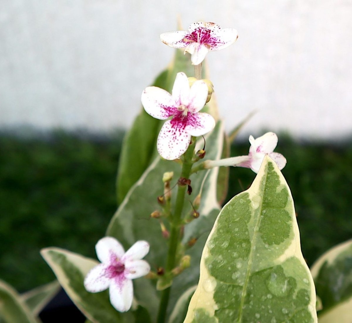 Variegated Eranthemum "Pseuderanthemum" 6Ltr pot - Greensouq -