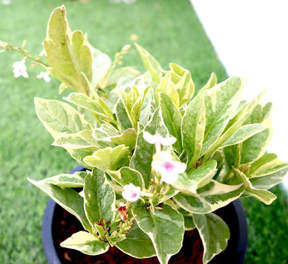 Variegated Eranthemum "Pseuderanthemum" 6Ltr pot - Greensouq -