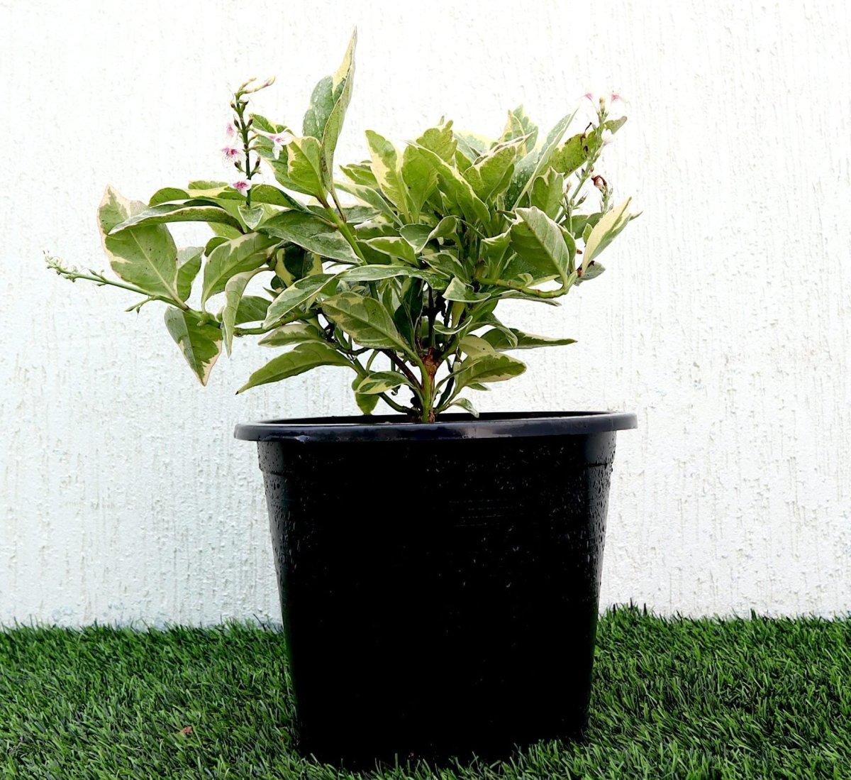 Variegated Eranthemum "Pseuderanthemum" 6Ltr pot - Greensouq -