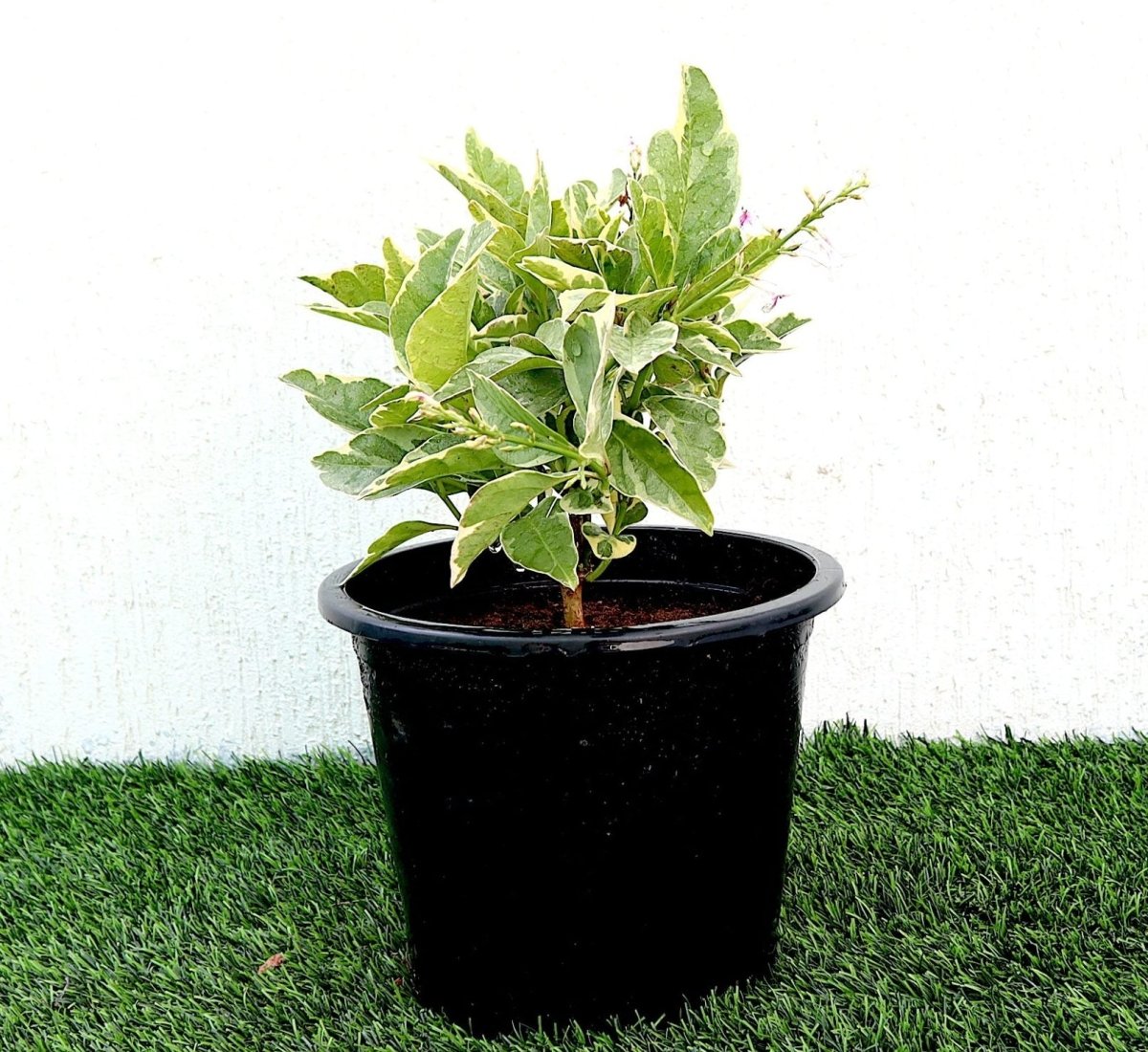 Variegated Eranthemum "Pseuderanthemum" 6Ltr pot - Greensouq -