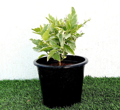 Variegated Eranthemum "Pseuderanthemum" 6Ltr pot - Greensouq -