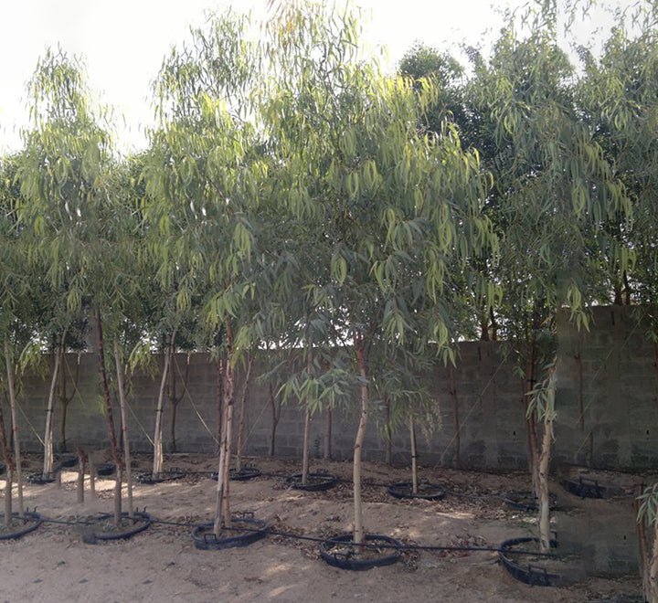 Eucalyptus Camaldulensis 2.0 - 2.5m - Greensouq - 